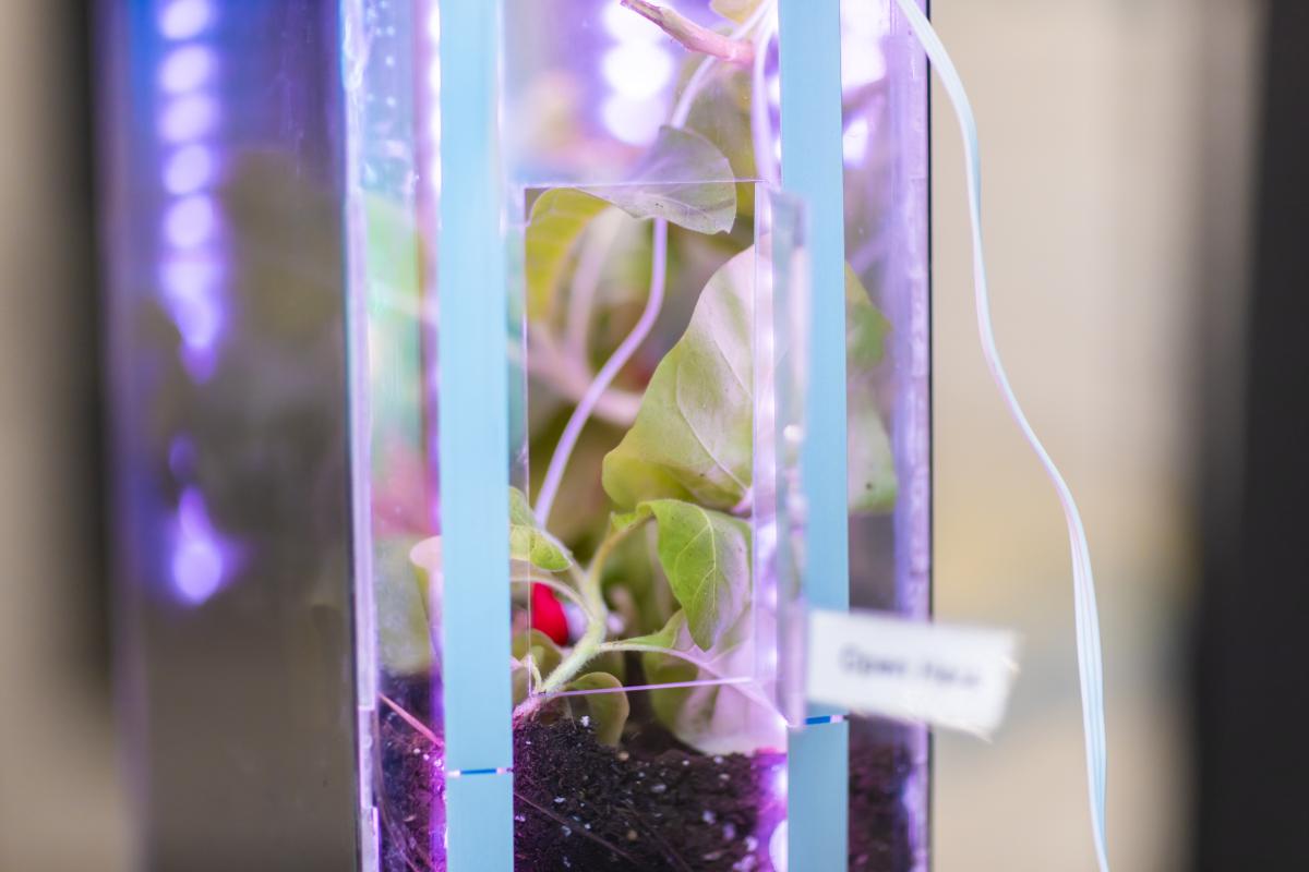 A plant growing under LED lighting.